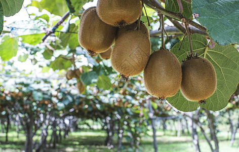 猕猴桃果园Kiwi工厂农业绿色热带猕猴桃棕色农场花园植物生长食物背景