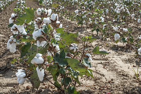 棉花植物田纤维材料生长环境纺织品场地农场天空枝条蓝色图片