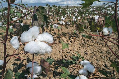 棉花植物田场地白色环境材料农场柔软度蓝色纤维生长纺织品图片