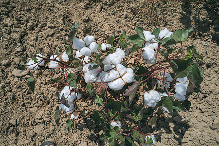 棉花植物田蓝色柔软度纺织品白色场地农场生长材料天空纤维图片
