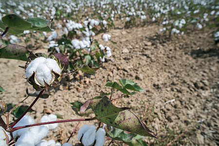 棉花植物田天空柔软度蓝色枝条纺织品材料白色农业环境纤维图片