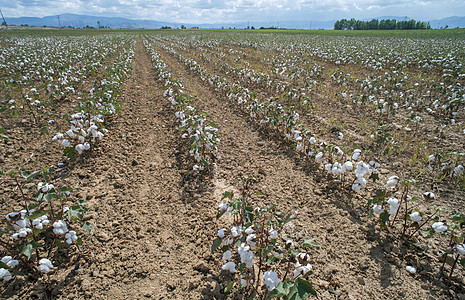 棉花植物田白色枝条纤维纺织品场地环境天空农业农场蓝色图片