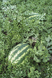 田地上的西瓜甜瓜饮食食物水果农业花园圆圈植物蔬菜农场图片