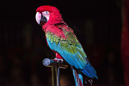 马戏团中的鹦鹉生活宠物蓝色动物热带羽毛白色金刚鹦鹉荒野娱乐图片