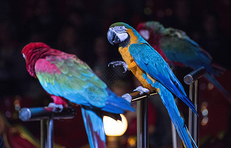 马戏团中的鹦鹉热带野生动物蓝色娱乐展示荒野金刚鹦鹉动物园生活红色图片