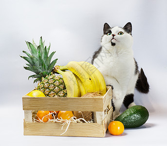 小小猫有黑白毛皮和绿眼睛 异国水果菠萝香蕉椰子鳄梨和橙色情调小猫橙子橘子包装前提宠物拳击小猫咪柠檬图片