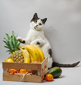 小小猫有黑白毛皮和绿眼睛 异国水果菠萝香蕉椰子鳄梨和橙色柠檬情调橘子前提小猫拳击责备宠物包装橙子图片