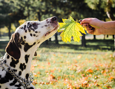 多尔马廷狗的品种用一只雌性手嗅闻青绿树叶图片
