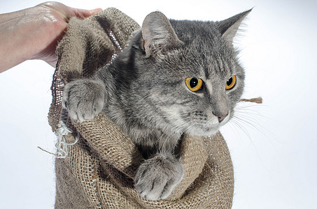 斑纹灰色猫颜色的猫从画布 b 中爬出图片