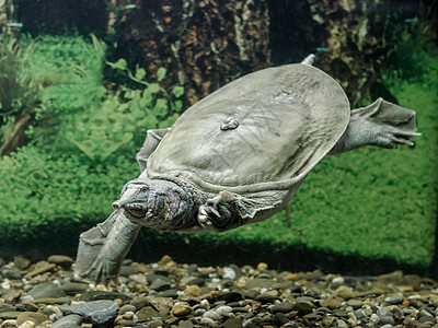 淡水海龟三合金在水下游泳 紧闭潜水绿色皮肤植物水族馆爪子石头动物乌龟荒野图片