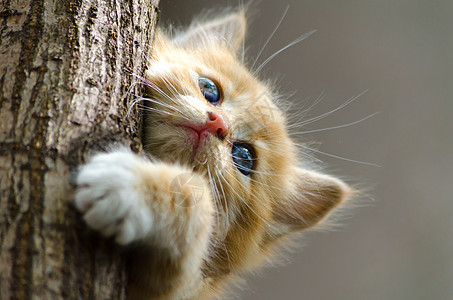 斑芒树姜黄条纹小猫爬树干上树干背景