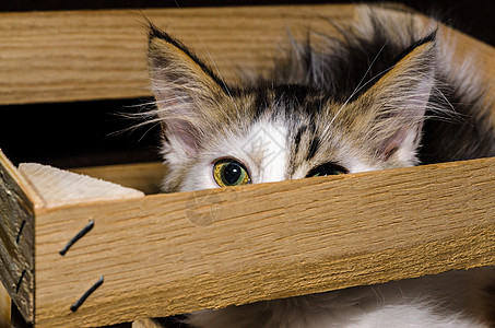 白色和棕色毛绒小猫 从木包装箱里偷看出来图片