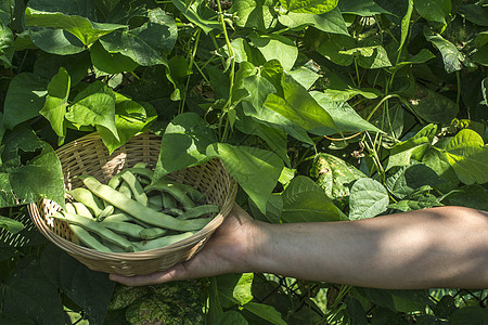 字符串豆细绳蔬菜饮食农民宏观篮子收成生产健康食物背景