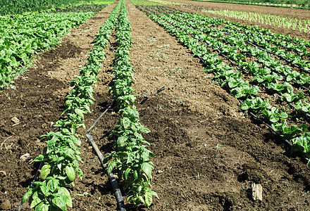 含生菜的植物栽培农场食物营养花园沙拉场地蔬菜农村生长图片