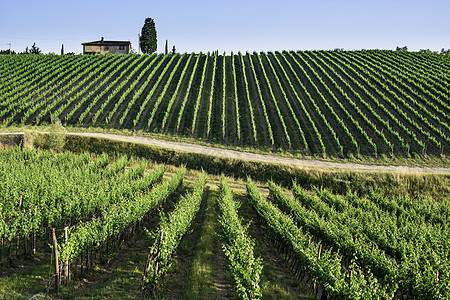 葡萄酒庄托斯卡纳的葡萄园场景场地农田农村太阳地平线收成藤蔓别墅风景背景