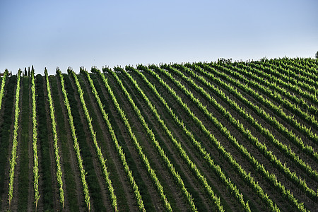 托斯卡纳的葡萄园农业太阳风景农田植物群收成日落场地酒厂农村图片
