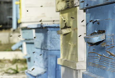 蜂群的蜂群飞向蜂巢收成养蜂人草地养蜂业动物花园绿色阳光蜂窝昆虫图片