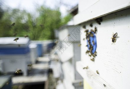 蜂群的蜂群飞向蜂巢昆虫养蜂人动物房子绿色收成草地爱好农场养蜂业图片
