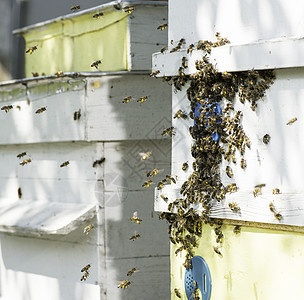蜂群飞向蜂巢农业动物爱好蜂房绿色花园殖民地晴天养蜂人昆虫图片