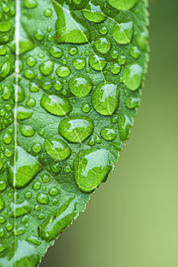 绿叶与德环境活力飞沫生活树叶雨滴生长宏观花园植物群图片