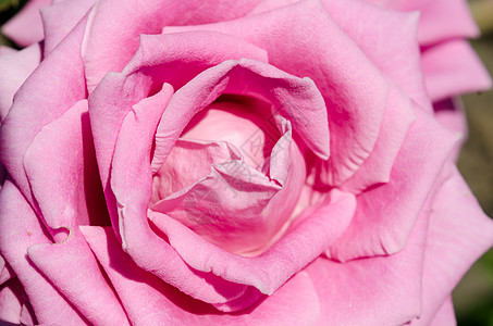 粉花花花玫瑰缝合宏玫瑰粉色浪漫花瓣宏观粉红色背景图片