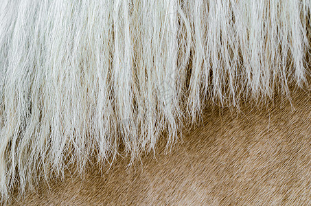 马鬃浅褐色的马纹理高清图片
