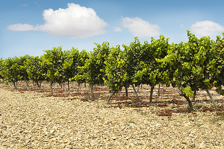 横行和蓝天的藤园藤蔓植物酒厂生长葡萄农场农村栽培自然土地图片