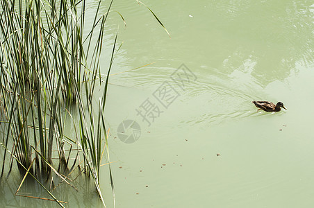 河里的甘蔗和野鸭花园公园沼泽鸭子草本植物衬套芦苇植被支撑叶子图片