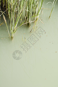 河里的坎尼芦苇场地生活植物衬套花园蓝色池塘公园草本植物图片