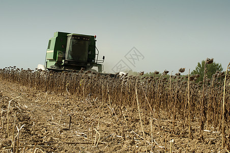收获者收割向日葵运输小麦收获收割机收成农业种子乡村场地机械图片