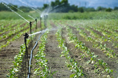 灌溉花园草地植物农村水分技术土地农业生长食物图片