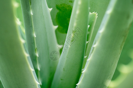 特写藻类植物果汁产品保健框架植物群叶子卫生草本植物护理植物学图片