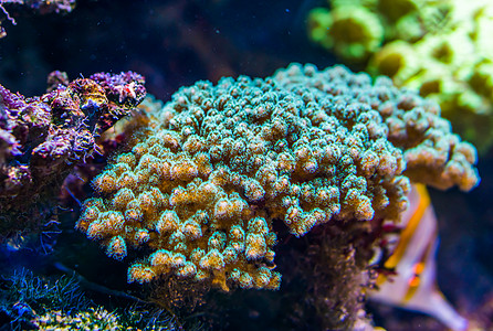 热带石质珊瑚薄饼 水族馆常用装饰性动物 海洋生物背景的紧闭图片