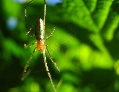 一只长着长腿和毛发的蜘蛛在热带地区结网等待猎物 丛林中的节肢动物昆虫 自然界中的危险蜘蛛图片