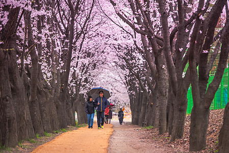 韩国首尔首尔  7月7日 在科雷的首尔樱花节建筑学天空地标景观电视公园日落城市季节图片