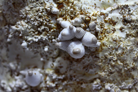 牡蛎蘑菇王美食佳肴生长美味图片
