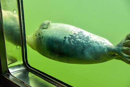 在水下密封的窗口蓝色景点窗户生物学荒野潜水野生动物旅游海洋游泳图片
