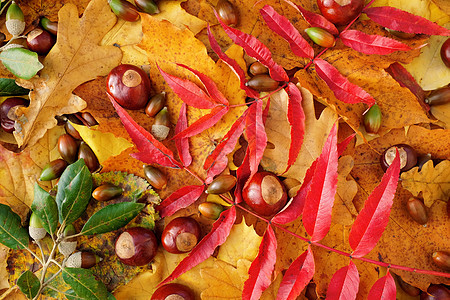 明亮的秋叶七叶树和常绿橡树橡子酒泉圣栎高清图片素材