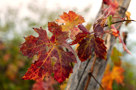 秋天的树叶城堡耀斑踪迹农业品酒日落背光场地曲线爬坡图片