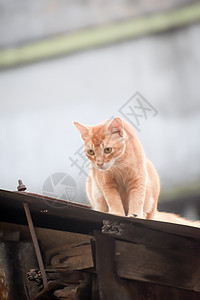 可爱的金色阿比西尼亚猫在住宅楼的屋顶上以狩猎的心情被发现 黑色好斗的猫眼注视着自己 以满足其天生的狩猎本能 特写 高天使视图生物图片