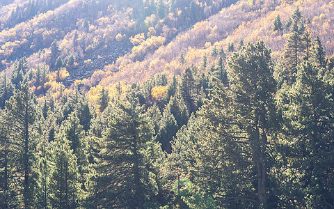 在高山背景的美丽的绿色松树冷杉森林树 与针叶林地的黄色秋天树在太阳点燃的前景 雾山风景壁纸 峰区国家公园自然公园远足阳光晴天日落图片