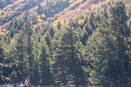 在高山背景的美丽的绿色松树冷杉森林树 与针叶林地的黄色秋天树在太阳点燃的前景 雾山风景壁纸 峰区国家公园环境保护风光山脉田园晴天图片