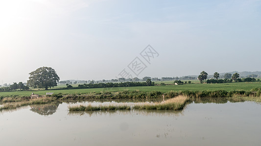 印度农业领域的景观风景 季风期间的传统稻田地平线 印度农业用地典型的热带绿色乡村收获土地环境保护倒影季节中央邦农作物田园天空生长图片
