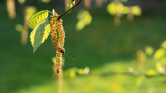 春天公园特写的桦树柳絮 对春天开花植物花粉的过敏概念植物群木头哮喘生长桦木照片公园植物学枝条季节图片