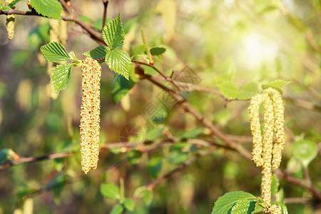春天公园特写的桦树柳絮 对春天开花植物花粉的过敏概念季节公园植物学照片哮喘叶子宏观木头森林枝条图片
