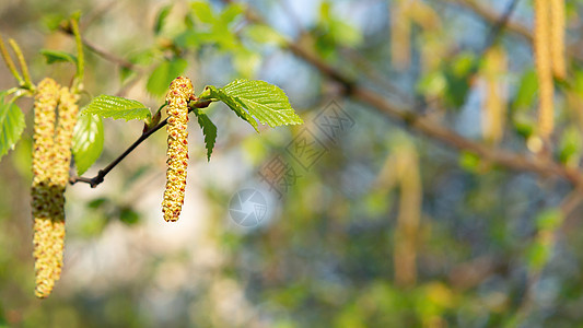 春天公园特写的桦树柳絮 对春天开花植物花粉的过敏概念森林哮喘枝条季节木头生长宏观叶子公园植物群图片