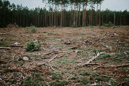 工业毁林和伐木 在工业区的树林中砍伐树木面积环境森林林地阳光木材林业木材业图片