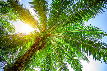 棕榈树 棕榈油 绿叶丛 阳光照耀图片