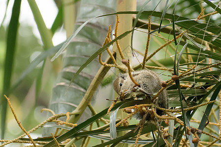 条纹啮齿动物土拨鼠花栗鼠松鼠 飞鼠科松鼠科树栖物种 在吃食物的树枝上被发现 动物行为主题 野外背景中的动物田园荒野知觉脊椎动物生图片