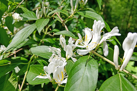 白色花朵过叶酸蜂蜜 在模糊的绿色背景上捕捉 特写 宏观忍冬卡片粳稻登山者雌蕊植物群季节花瓣植物学香水图片
